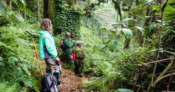 Nyungwe-Chimp-Trek-