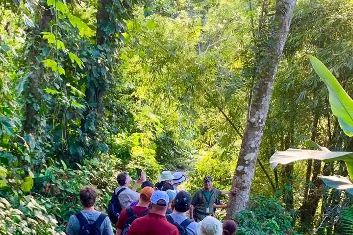 Wild-Scenic-Rainforest-Nature-Walk-to-River-Adventure-image-5